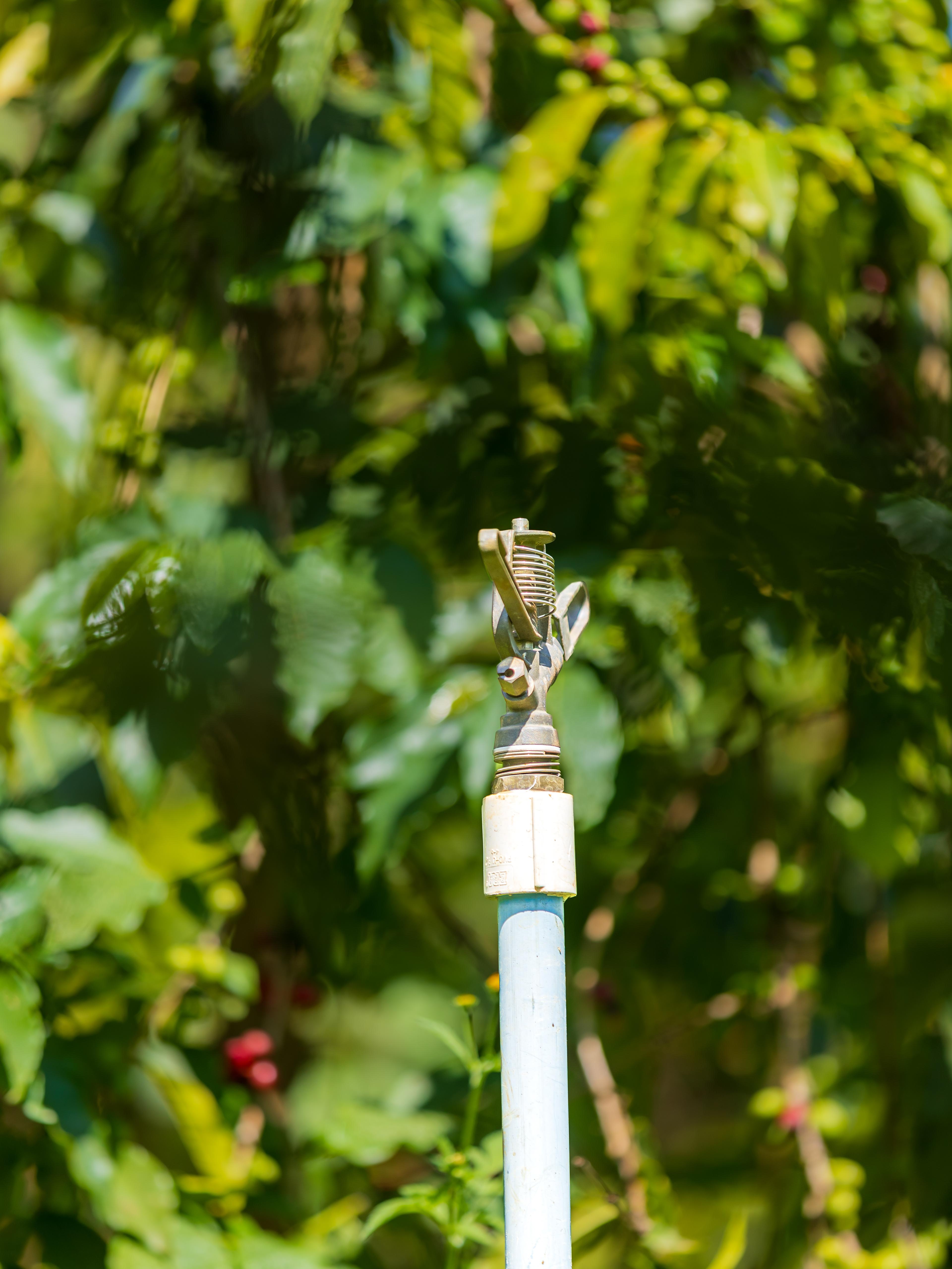 Climate-Smart Coffee Farming
