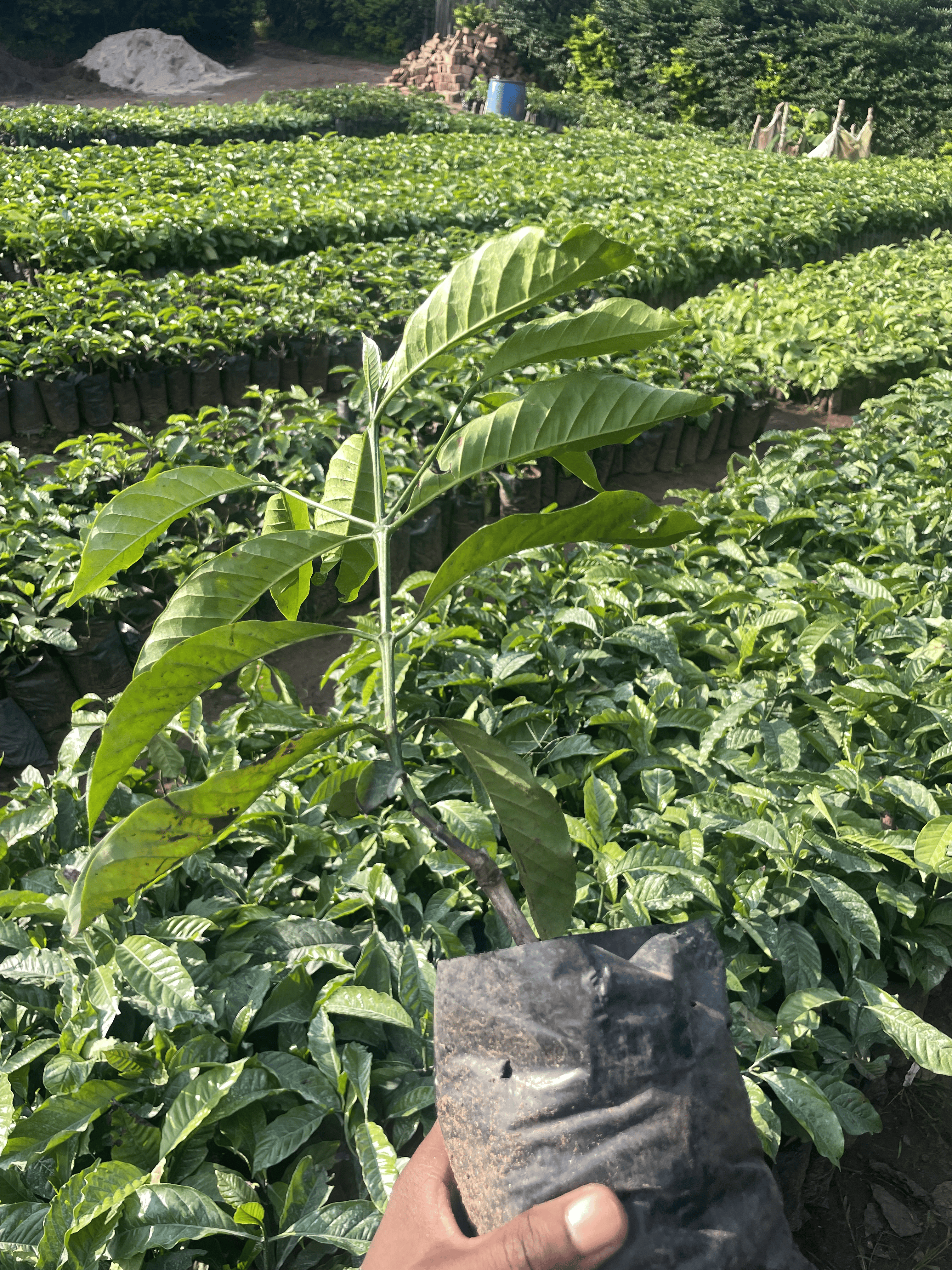Youth Seedling & Input Distribution
