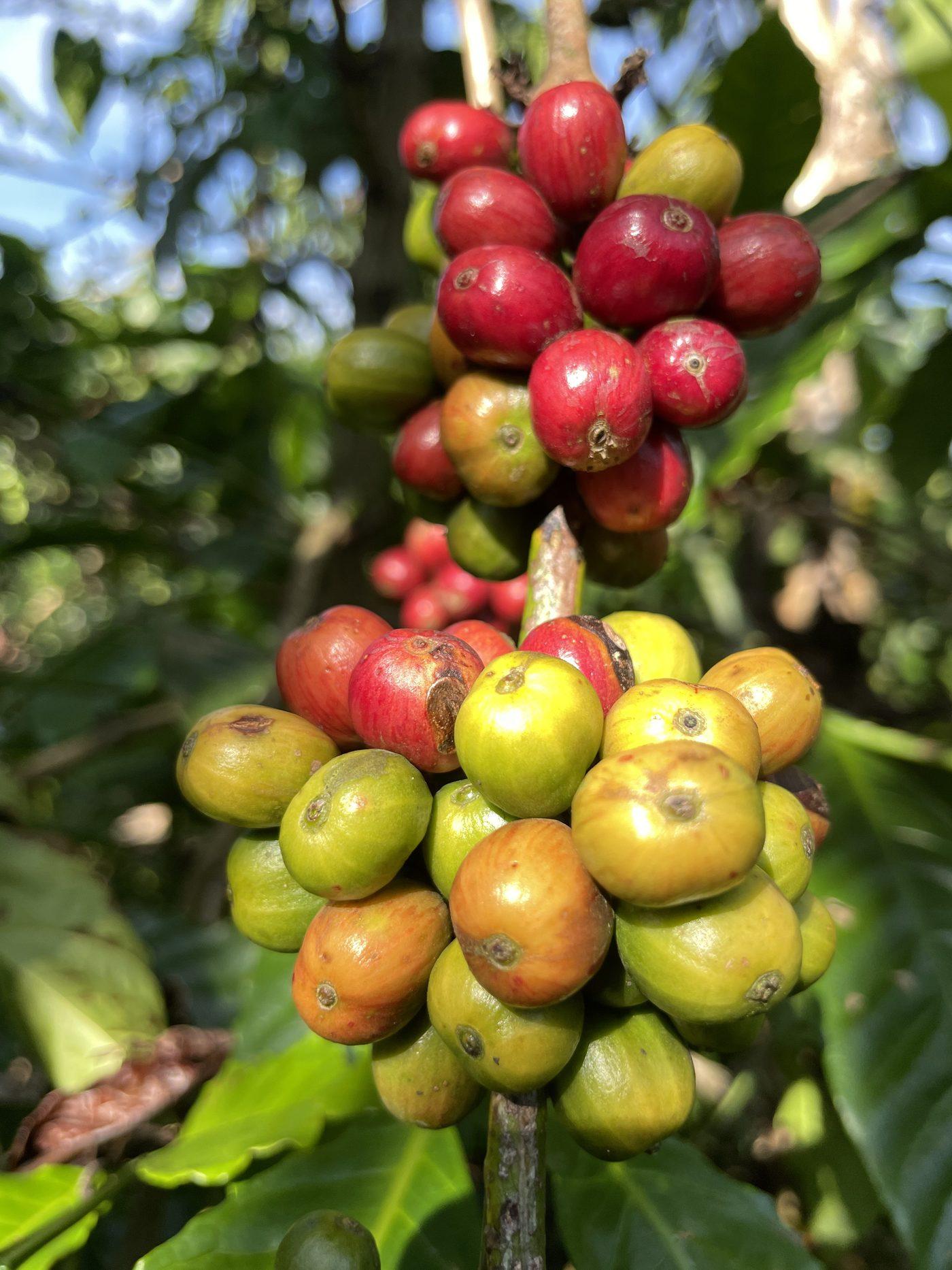 Coffee on drying beds during processing