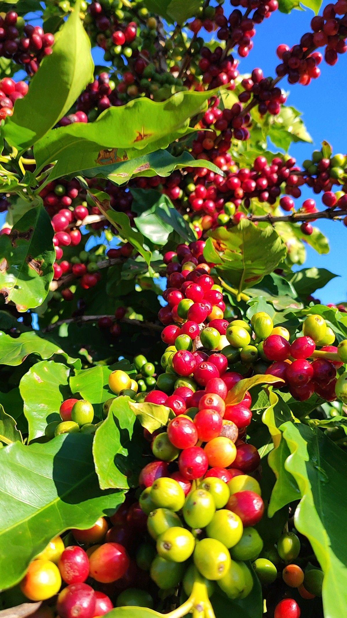 Coffee cherries being sorted by hand after harvest