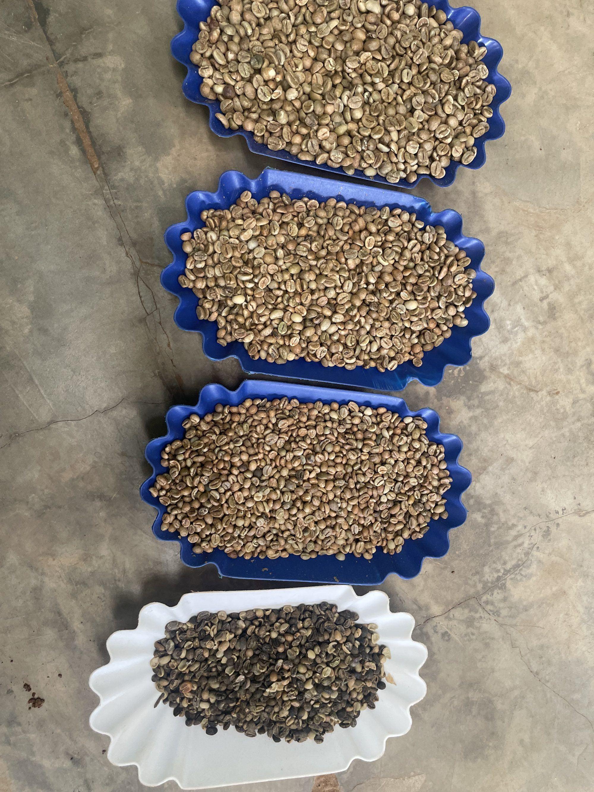 Parchment coffee sorted by grade on trays